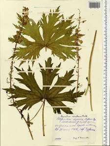 Aconitum lycoctonum subsp. lasiostomum (Rchb.) Warncke, Eastern Europe, Eastern region (E10) (Russia)
