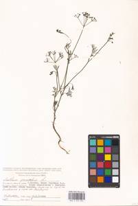 Anethum graveolens L., Eastern Europe, Moscow region (E4a) (Russia)