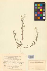 Berteroa incana (L.) DC., Eastern Europe, West Ukrainian region (E13) (Ukraine)