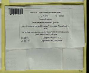 Lewinskya iwatsukii (Ignatov) F. Lara, Garilleti & Goffinet, Bryophytes, Bryophytes - Krasnoyarsk Krai, Tyva & Khakassia (B17) (Russia)