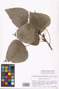 Populus deltoides, Eastern Europe, Moscow region (E4a) (Russia)