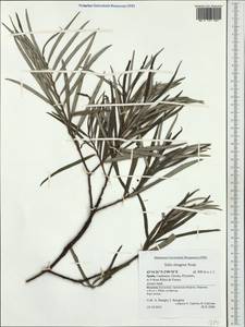Salix elaeagnos, Western Europe (EUR) (Spain)