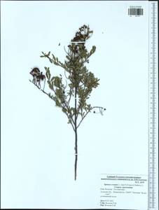 Spiraea crenata L., Eastern Europe, Central region (E4) (Russia)