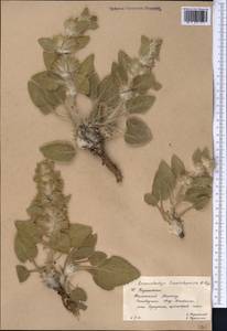 Phlomoides tianschanica (Popov) Adylov, Kamelin & Makhm., Middle Asia, Western Tian Shan & Karatau (M3) (Kazakhstan)