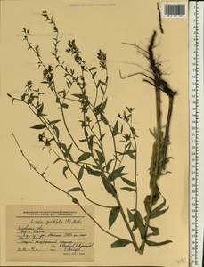 Linaria genistifolia (L.) Mill., Eastern Europe, Rostov Oblast (E12a) (Russia)