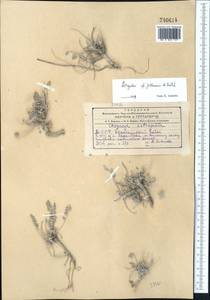 Astragalus jolderensis B.Fedtsch., Middle Asia, Kopet Dag, Badkhyz, Small & Great Balkhan (M1) (Turkmenistan)