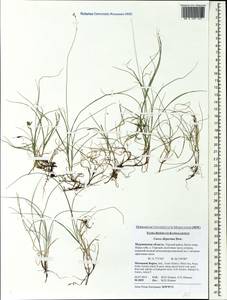 Carex disperma Dewey, Eastern Europe, Northern region (E1) (Russia)