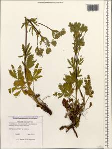Potentilla recta subsp. obscura (Willd.) Arcang., Caucasus, Azerbaijan (K6) (Azerbaijan)