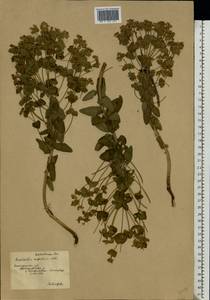 Euphorbia agraria M.Bieb., Eastern Europe, South Ukrainian region (E12) (Ukraine)