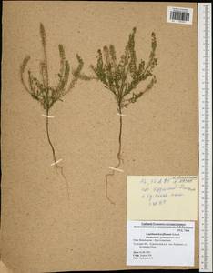 Lepidium densiflorum Schrad., Eastern Europe, Central region (E4) (Russia)