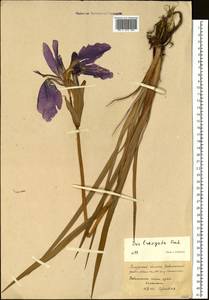 Iris laevigata Fisch., Siberia, Russian Far East (S6) (Russia)