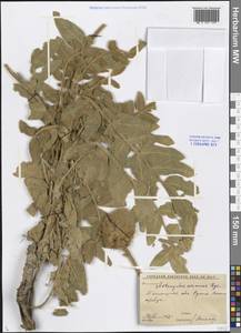 Astragalus eximius Bunge, Middle Asia, Western Tian Shan & Karatau (M3) (Uzbekistan)