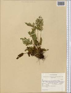 Cryptogramma sitchensis (Rupr.) T. Moore, America (AMER) (United States)