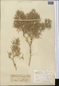 Halimocnemis longifolia Bunge, Middle Asia, Karakum (M6) (Turkmenistan)