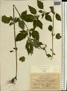 Chaiturus marrubiastrum (L.) Ehrh. ex Rchb., Eastern Europe, Central region (E4) (Russia)