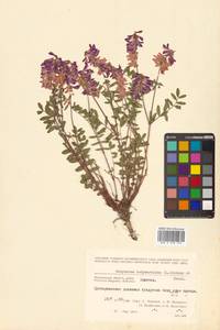 Hedysarum hedysaroides (L.) Schinz & Thell., Siberia, Chukotka & Kamchatka (S7) (Russia)