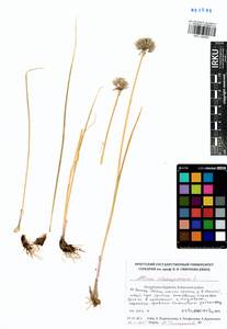 Allium schoenoprasum L., Siberia, Baikal & Transbaikal region (S4) (Russia)