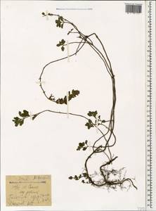 Teucrium chamaedrys subsp. syspirense (K.Koch) Rech.f., Caucasus, Georgia (K4) (Georgia)