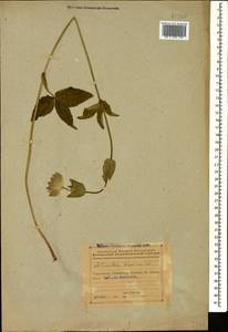 Astrantia maxima Pall., Caucasus, Azerbaijan (K6) (Azerbaijan)