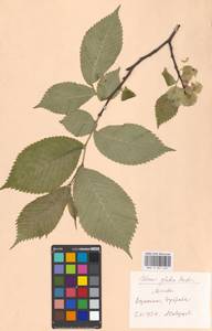 Ulmus glabra, Eastern Europe, Moscow region (E4a) (Russia)