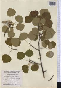 Populus tremuloides Michx., America (AMER) (Canada)