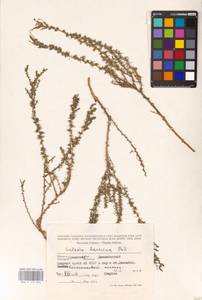 Nitrosalsola laricina (Pall.) Theodorova, Middle Asia, Caspian Ustyurt & Northern Aralia (M8) (Kazakhstan)