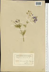Delphinium consolida subsp. consolida, Eastern Europe, Central forest-and-steppe region (E6) (Russia)