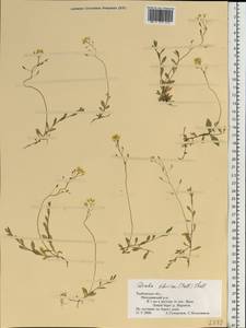 Draba sibirica (Pall.) Thell., Eastern Europe, Central forest-and-steppe region (E6) (Russia)