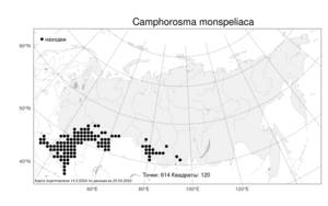 Camphorosma monspeliaca L., Atlas of the Russian Flora (FLORUS) (Russia)