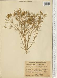 Prangos odontalgica (Pall.) Herrnst. & Heyn, Eastern Europe, Lower Volga region (E9) (Russia)