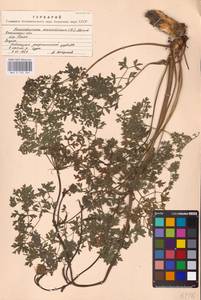 Oreoselinum nigrum Delarbre, Eastern Europe, Middle Volga region (E8) (Russia)