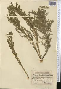 Handelia trichophylla (Schrenk ex Fisch. & C. A. Mey.) Heimerl, Middle Asia, Dzungarian Alatau & Tarbagatai (M5) (Kazakhstan)