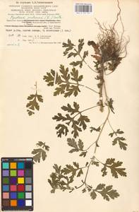 Tanacetum parthenium (L.) Sch. Bip., Eastern Europe, Central region (E4) (Russia)