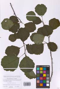 Alnus glutinosa (L.) Gaertn., Eastern Europe, Moscow region (E4a) (Russia)