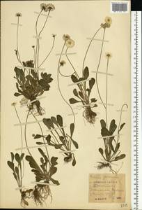 Bellis perennis L., Eastern Europe, Moscow region (E4a) (Russia)