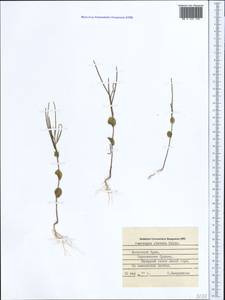 Plagioloba clavata (Boiss.) Khosravi & Eslami-Farouji, Crimea (KRYM) (Russia)