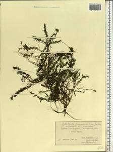 Callitriche hermaphroditica L., Eastern Europe, North-Western region (E2) (Russia)