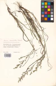 Bromus commutatus Schrad., Eastern Europe, Moscow region (E4a) (Russia)