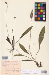 Plantago media L., Eastern Europe, Central region (E4) (Russia)