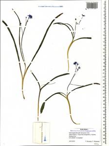 Scilla bifolia L., Caucasus, Black Sea Shore (from Novorossiysk to Adler) (K3) (Russia)
