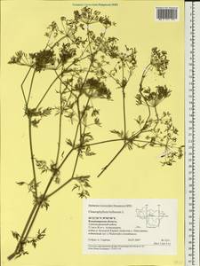 Chaerophyllum bulbosum L., Eastern Europe, Central region (E4) (Russia)