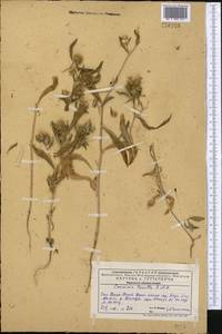 Cousinia tenella Fisch. & C. A. Mey., Middle Asia, Western Tian Shan & Karatau (M3) (Kazakhstan)