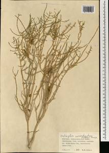 Haloxylon ammodendron (C. A. Mey.) Bunge ex Fenzl, Mongolia (MONG) (Mongolia)