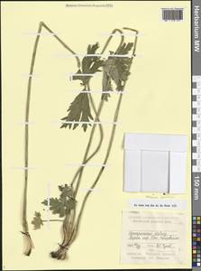 Anemonastrum narcissiflorum subsp. fasciculatum (L.) Raus, Caucasus, Georgia (K4) (Georgia)