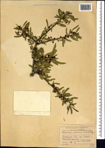 Rhamnus erythroxyloides subsp. erythroxyloides, Caucasus, Armenia (K5) (Armenia)