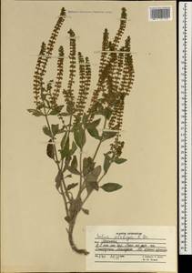 Salvia plebeia R.Br., South Asia, South Asia (Asia outside ex-Soviet states and Mongolia) (ASIA) (Afghanistan)