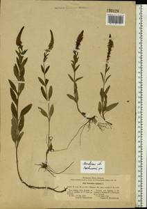 Veronica spicata L., Eastern Europe, Moscow region (E4a) (Russia)