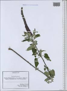 Teucrium hircanicum L., Caucasus, Dagestan (K2) (Russia)
