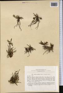 Lagotis korolkowii (Regel & Schmalh.) Maxim., Middle Asia, Pamir & Pamiro-Alai (M2) (Uzbekistan)