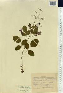 Lespedeza bicolor Turcz., Siberia, Russian Far East (S6) (Russia)